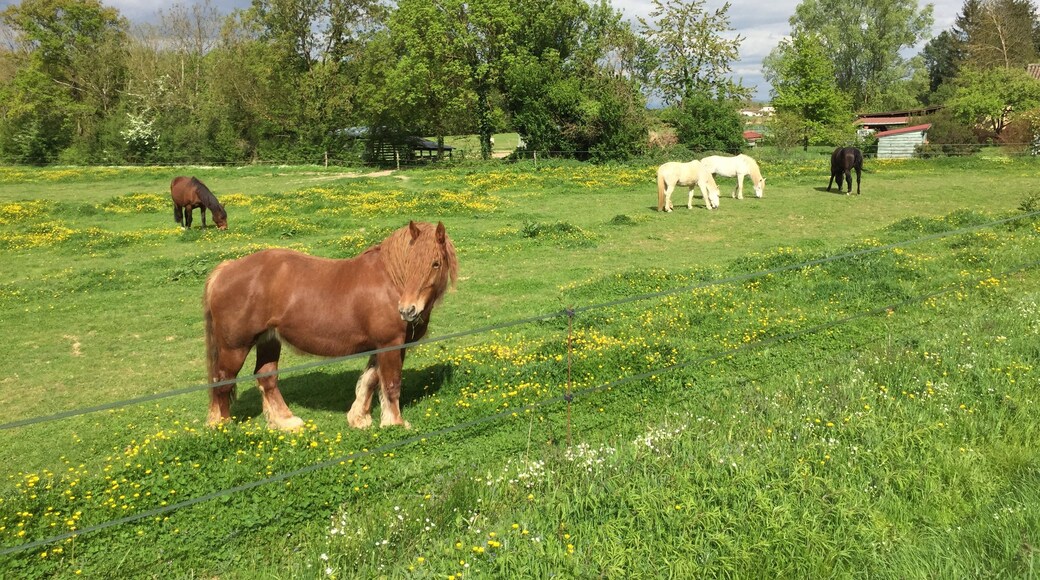 Image du village de Sainte-Olive, dans l'Ain, en France.