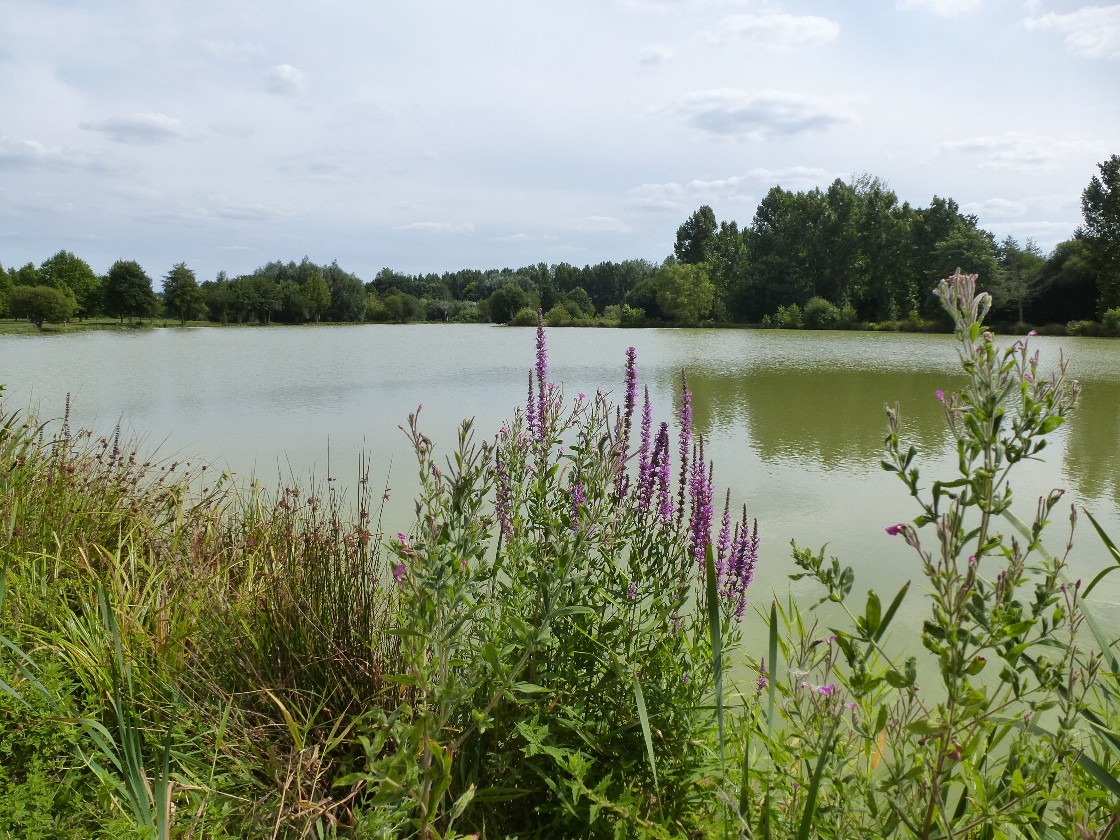 l'etang de la vairie