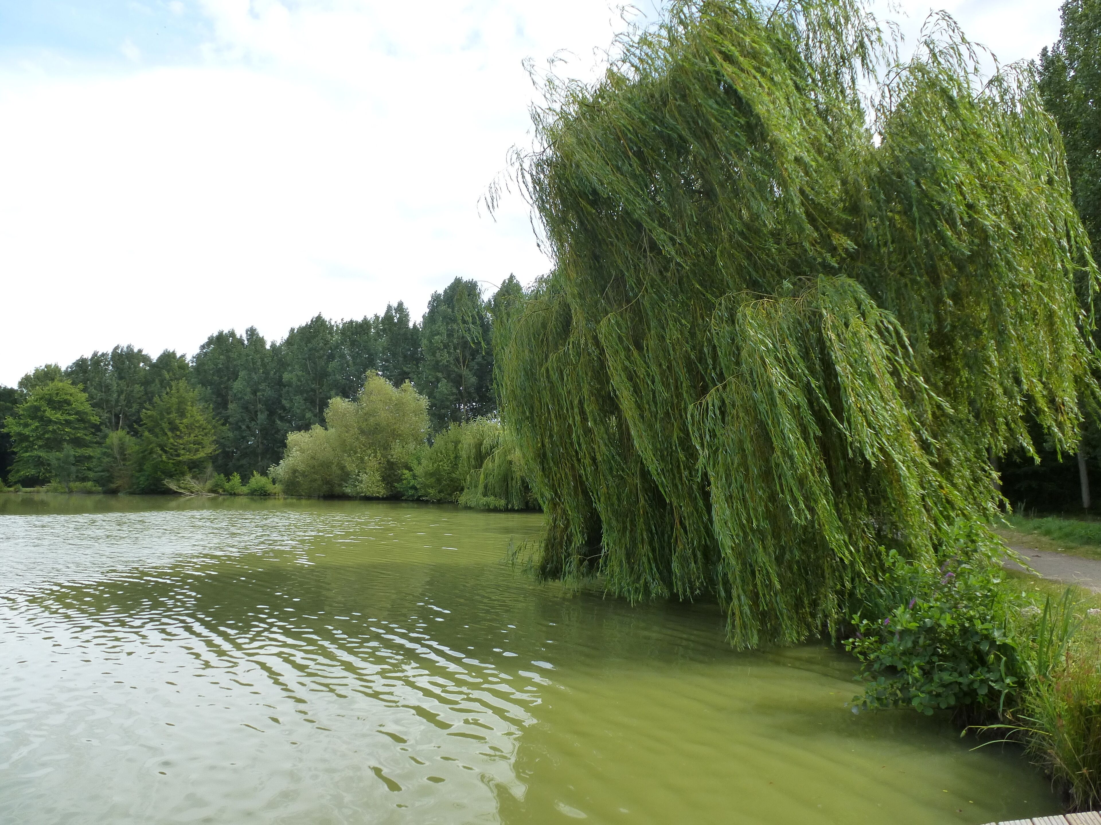 l'etang de la vairie