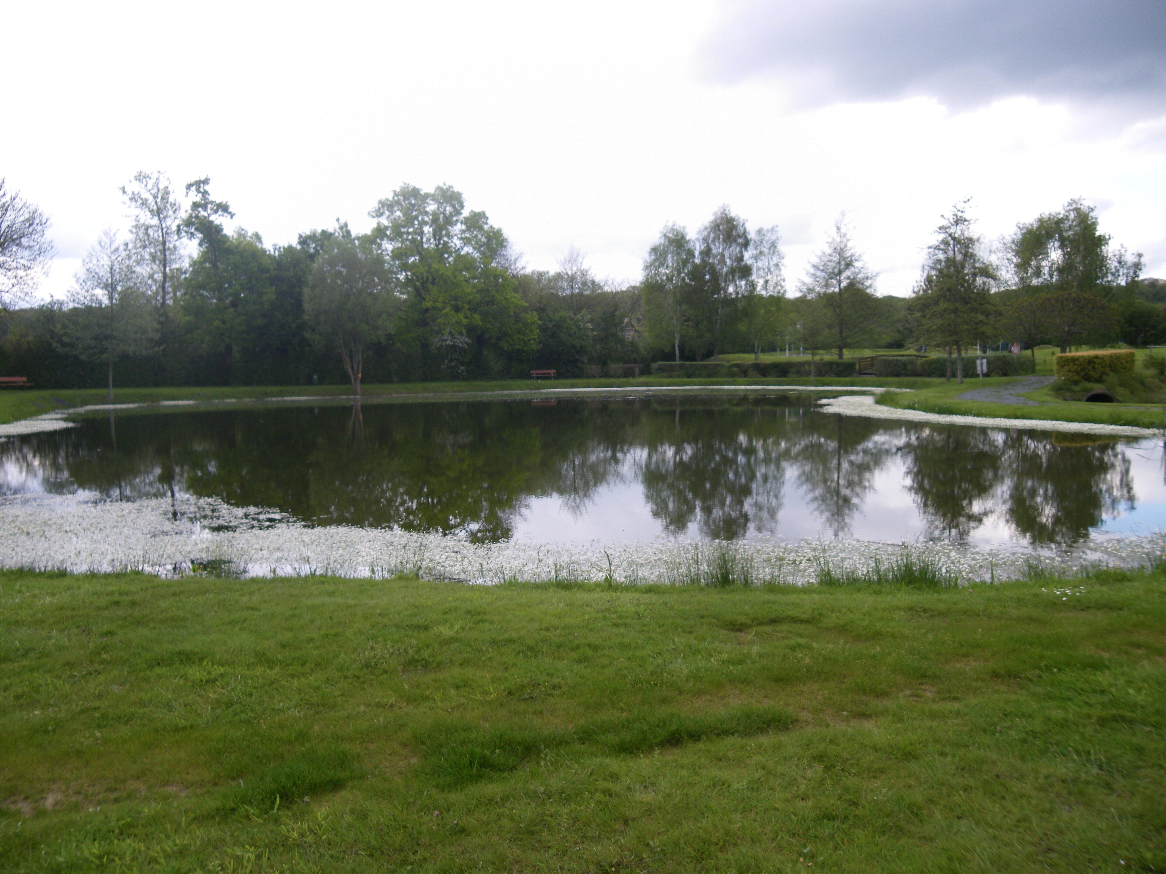 A pond surrounded by grass and trees.