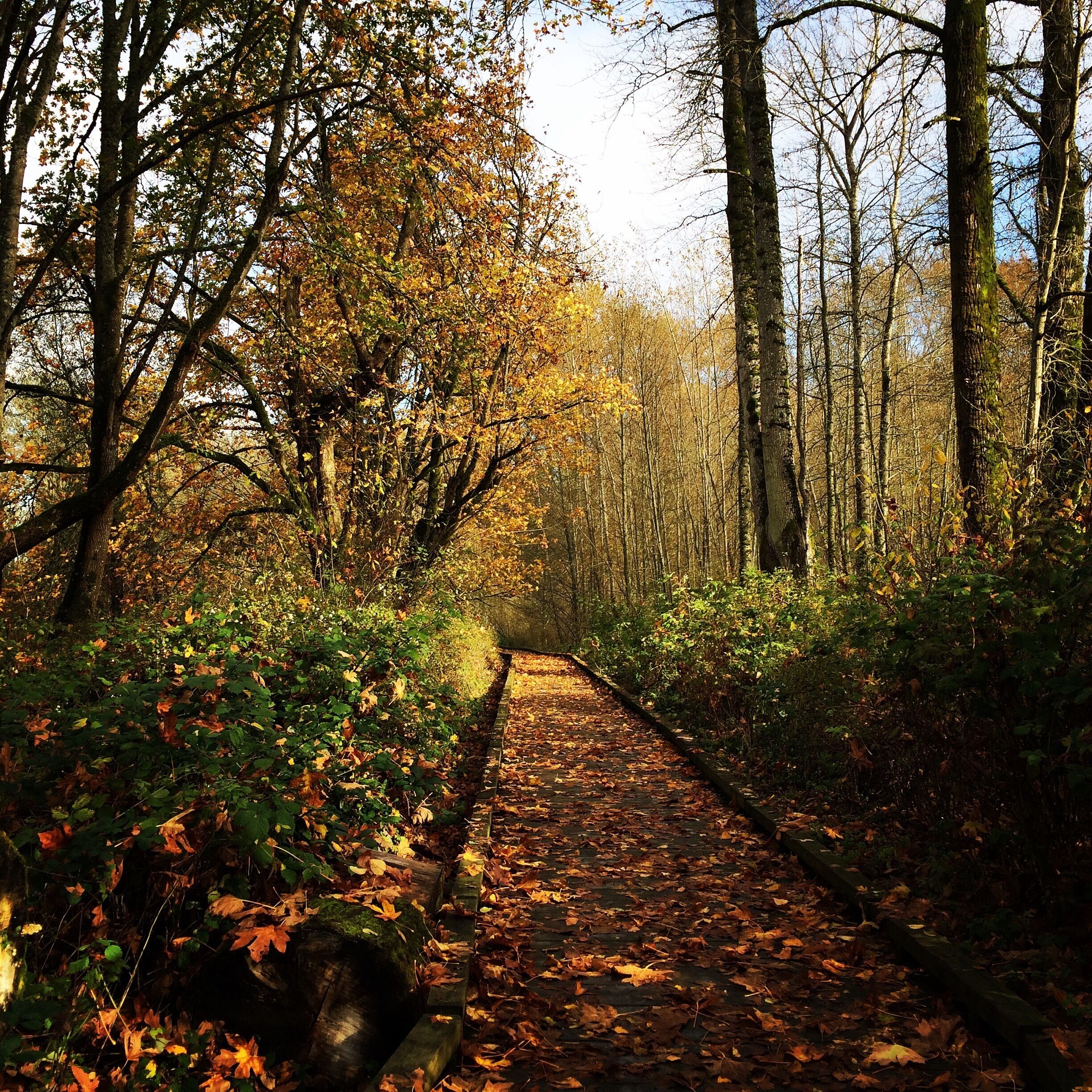 One of the several paths at the refuge. #TakeAHike
