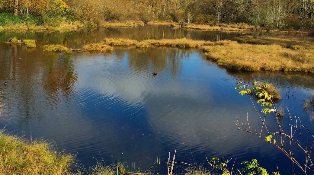 A view from the Nisqually Wildlife Refuge.
