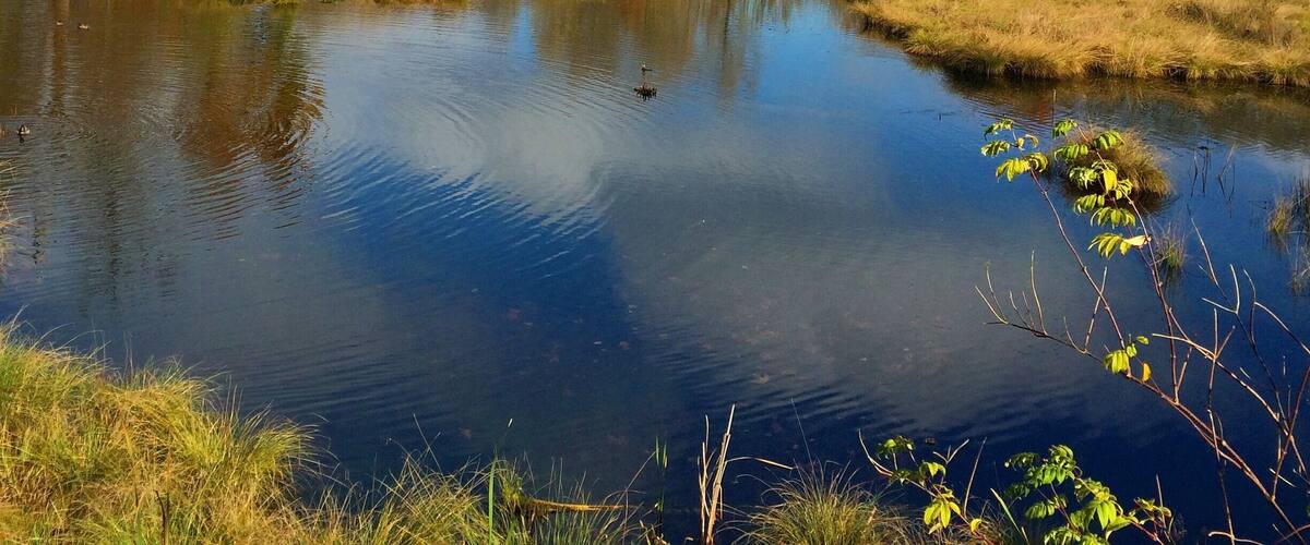 A view from the Nisqually Wildlife Refuge.
