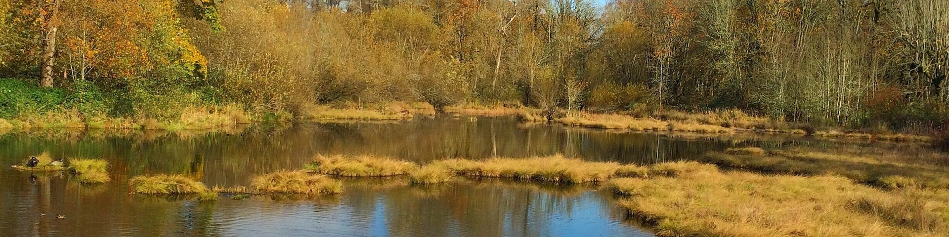 A view from the Nisqually Wildlife Refuge.