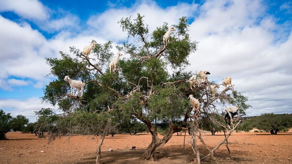 The Tree Goats II Tamri,Morocco