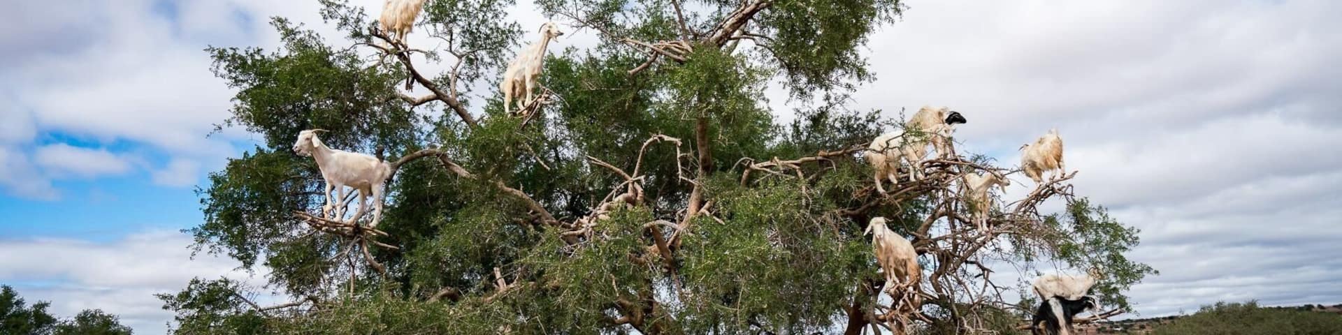 The Tree Goats II Tamri,Morocco