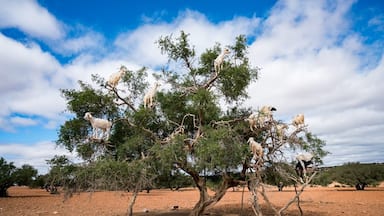 A tree with several goats perched on its branches in a dry, open landscape.
