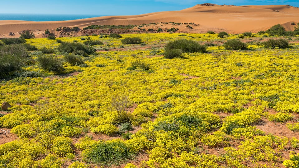 A desert landscape with yellow flowering shrubs and sand dunes in the background.