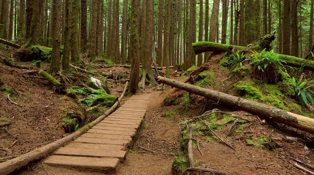 Colombie-Britannique montrant forĂȘts