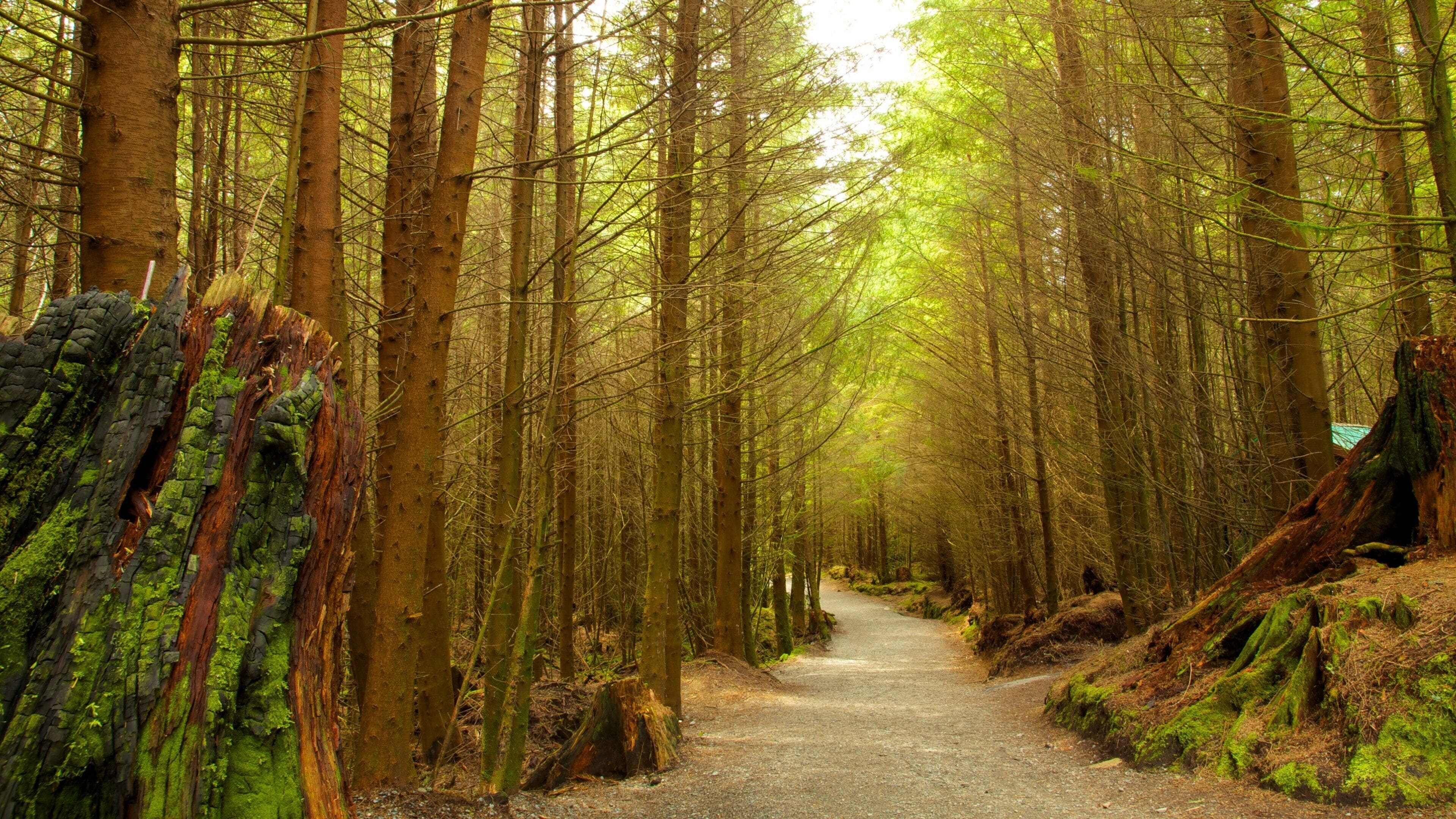Juan de Fuca Provincial Park showing a park, landscape views and forest scenes
