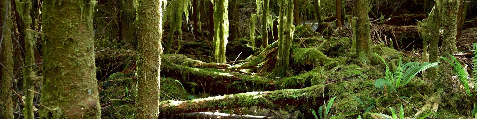 Juan de Fuca Provincial Park which includes forests