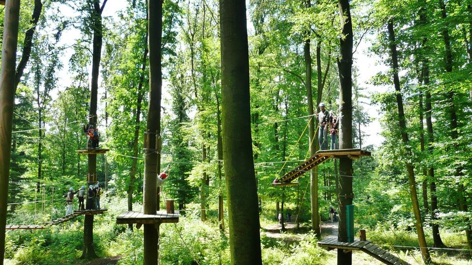 A forest with rope bridges and platforms.