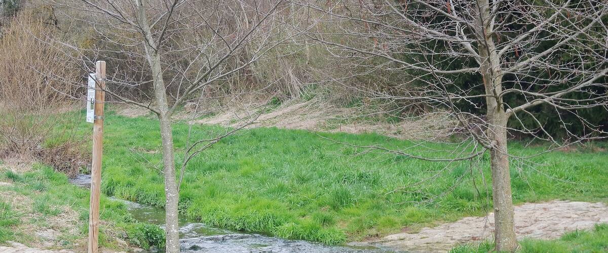 A small stream flowing over rocks, surrounded by green grass and trees.