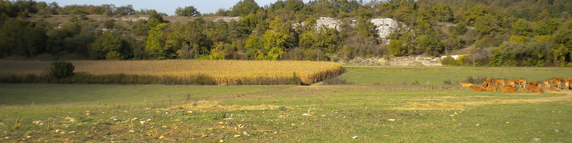 The northwestern termination of the Mareuil anticline. Visible is the Upper Turonian (Angoumian) limestone cliff dipping 35° to the northnortheast.