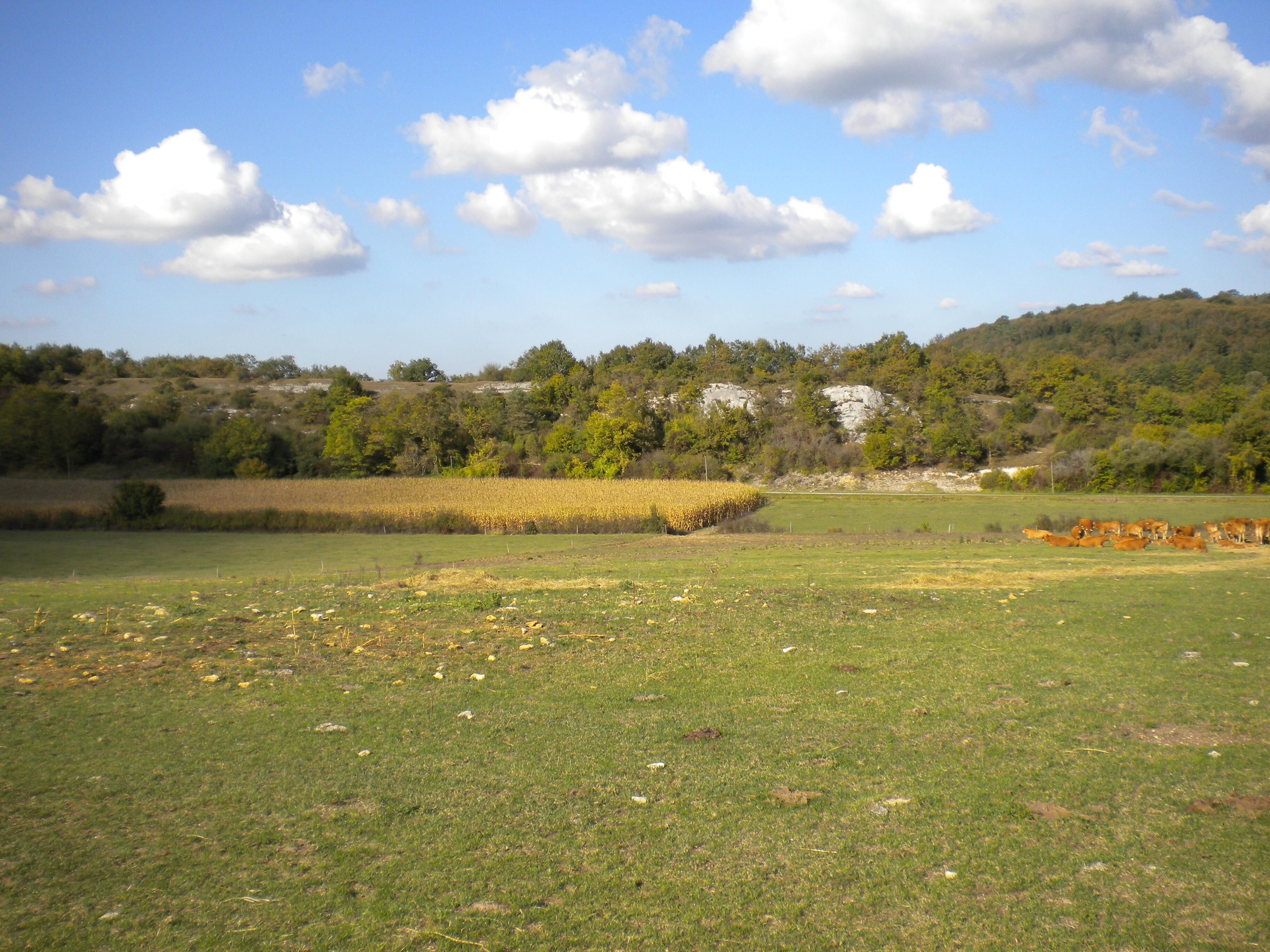 A rural landscape with a field of yellow flowers, green grass, and a herd of cows in the distance.