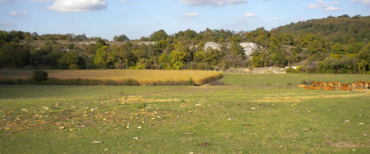 A rural landscape with a field of yellow flowers, green grass, and a herd of cows in the distance.