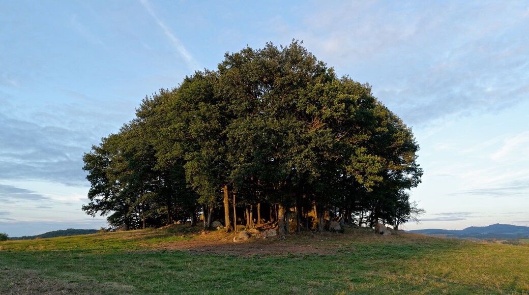 Petit bois abritant un chaos granitique au lieu-dit Les Fours, à Arronnes, dans l'Allier.