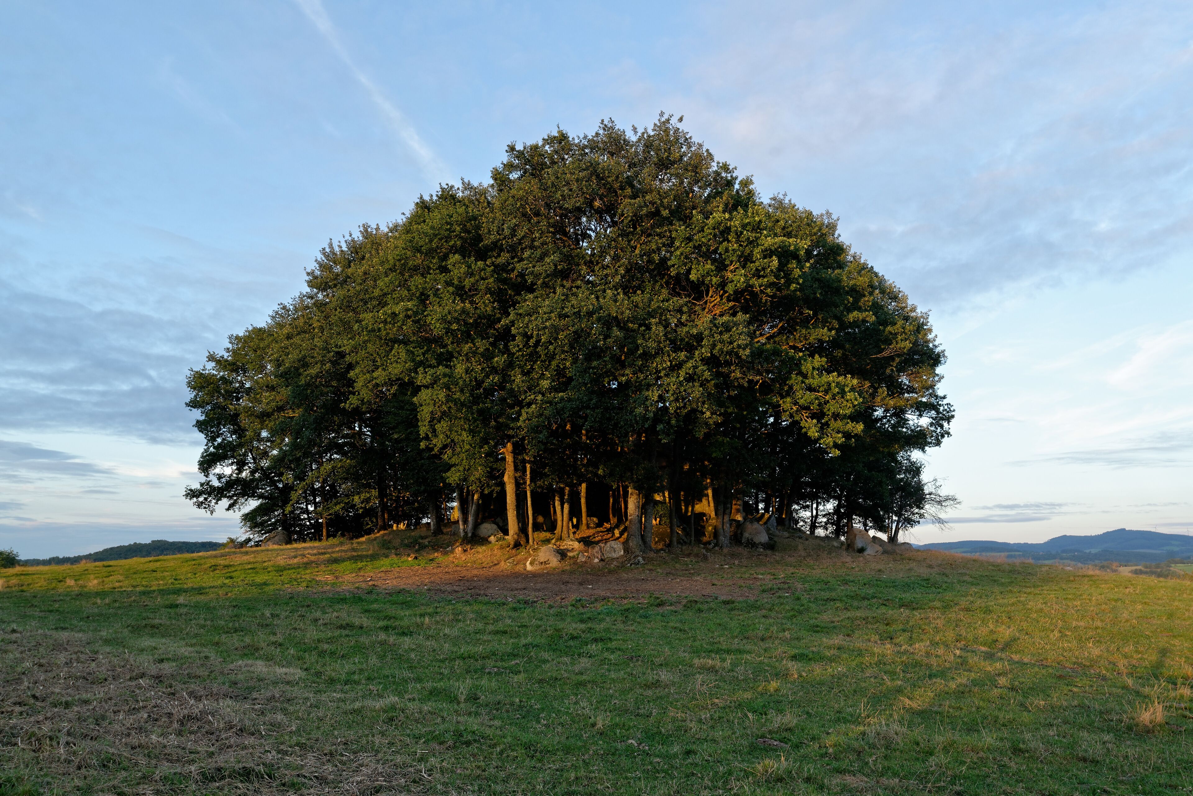 A large, dense tree cluster in a grassy field with a clear sky.