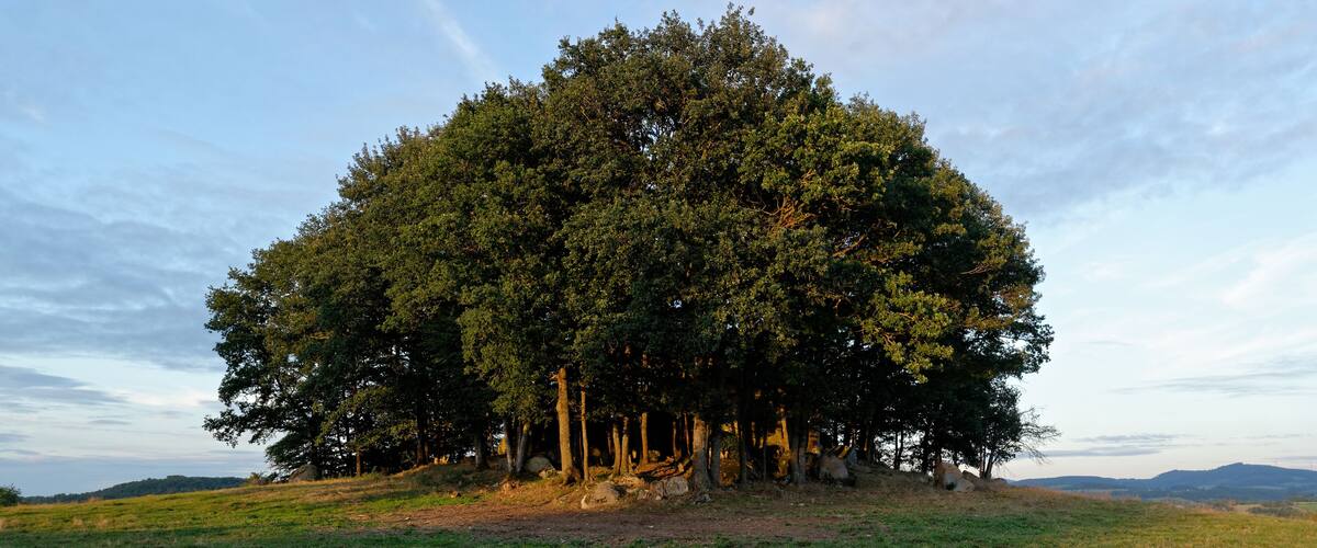A large, dense tree cluster in a grassy field with a clear sky.