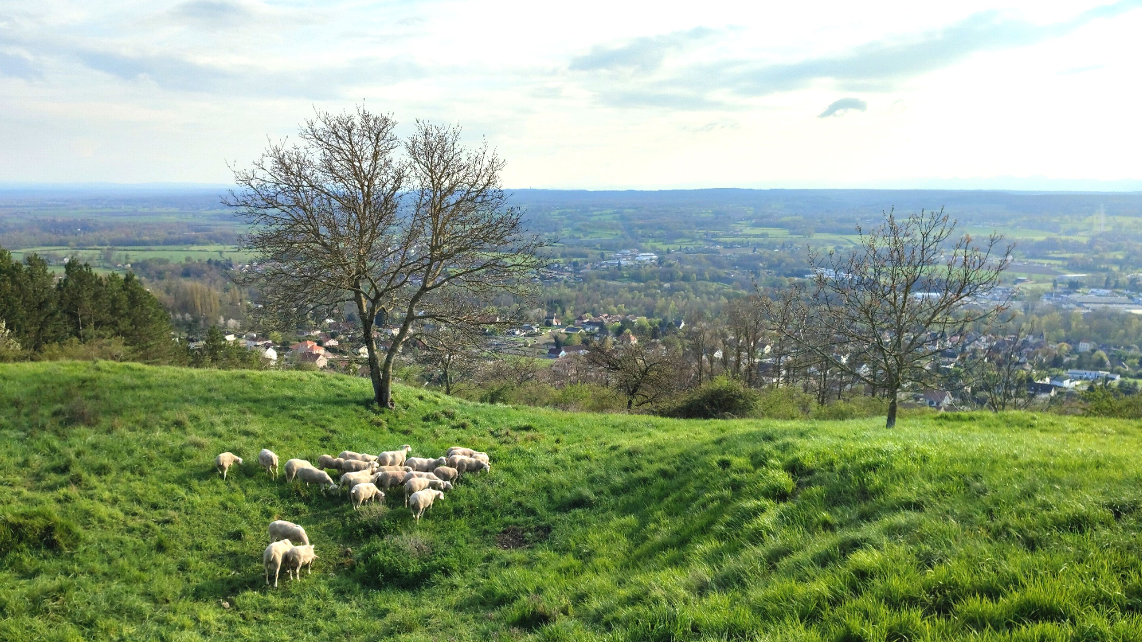 A grassy hillside with a flock of sheep grazing, a few trees, and a distant view of a town.