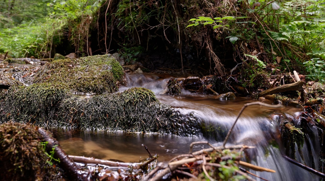 Le Sichon près de sa source, sur les pentes du Puy de Montoncel, dans les Bois noirs en Auvergne.