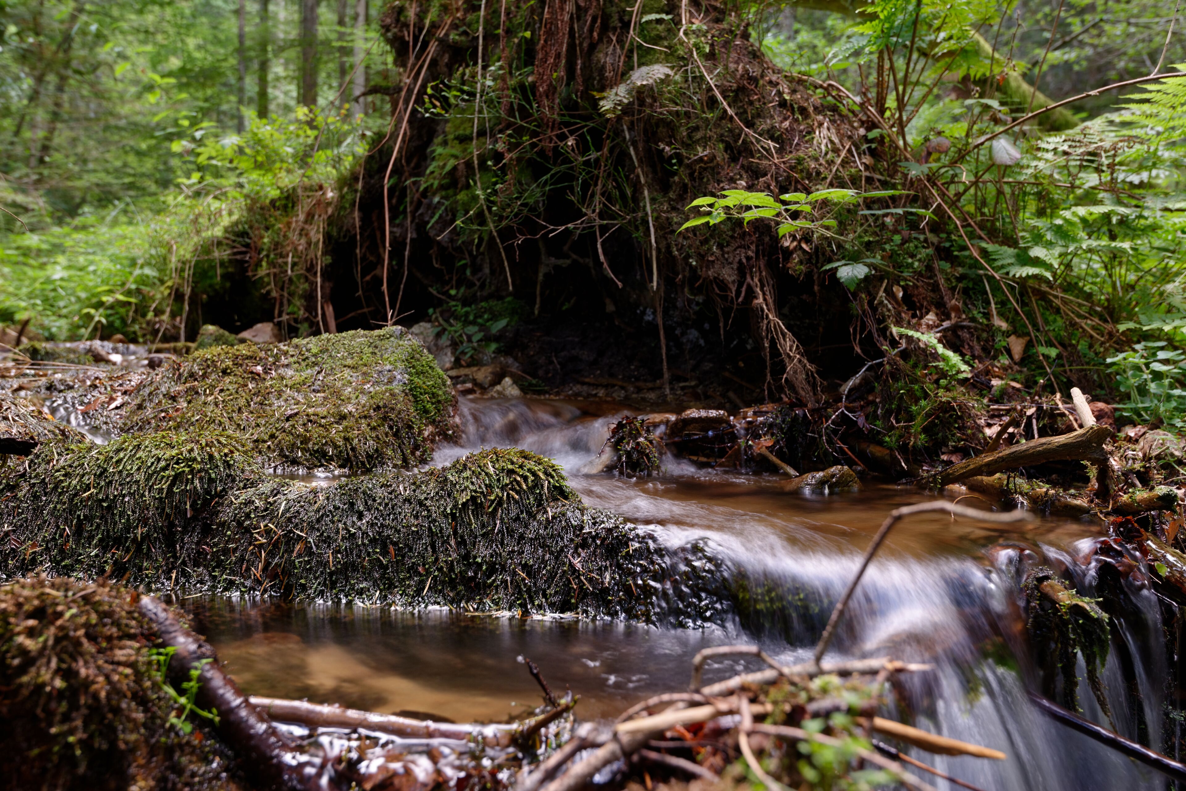 A forest stream with moss-covered rocks and flowing water.