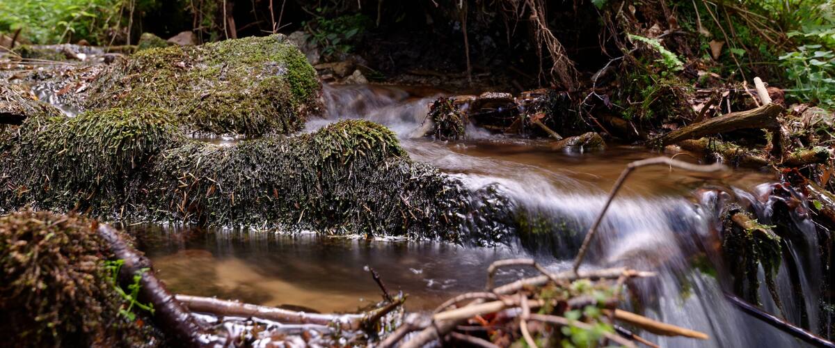 A forest stream with moss-covered rocks and flowing water.