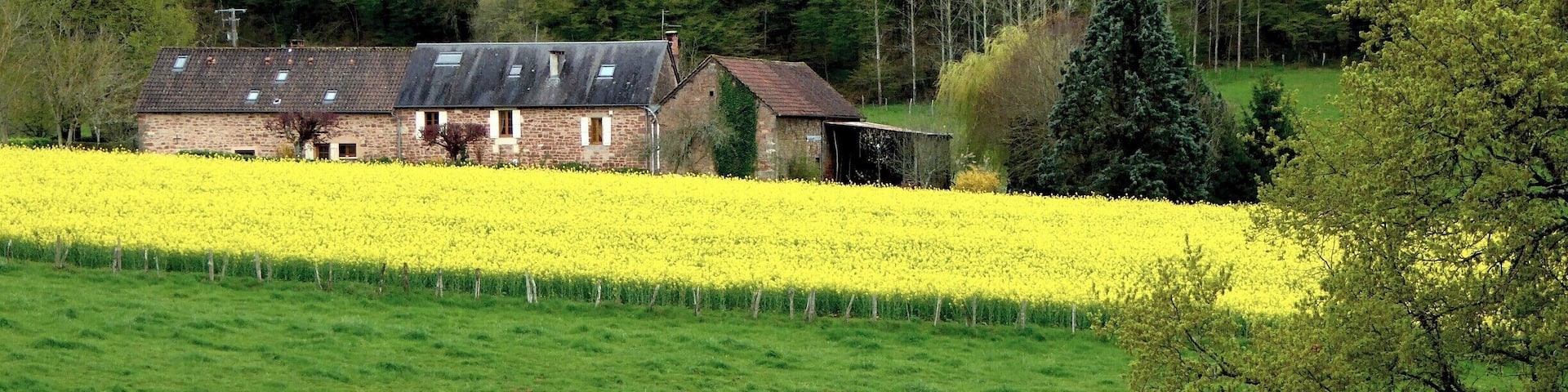 The canola fields brighten the landscape in April near Badefols d'Ans, Dordogne.