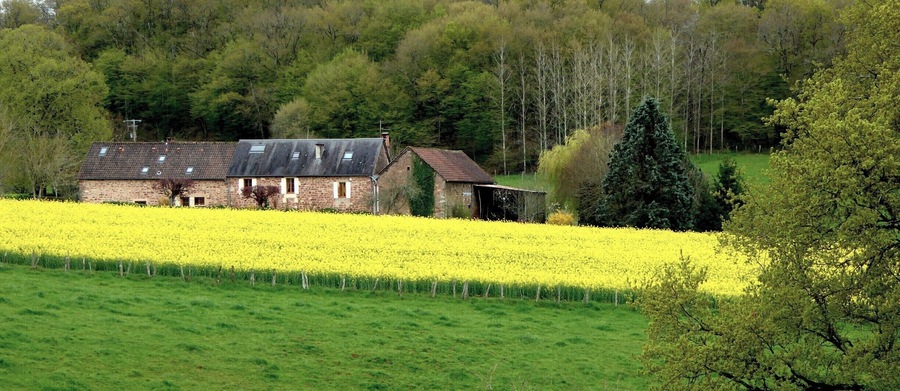 The canola fields brighten the landscape in April near Badefols d'Ans, Dordogne.