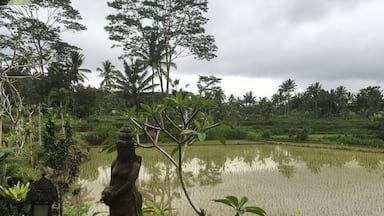 A wonderful hotel with beautiful rooms
You can see rice field All around you
It’s great and peaceful place