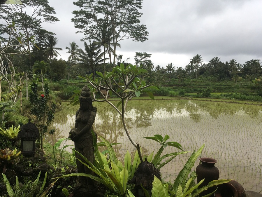 A wonderful hotel with beautiful rooms
You can see rice field All around you
It’s great and peaceful place