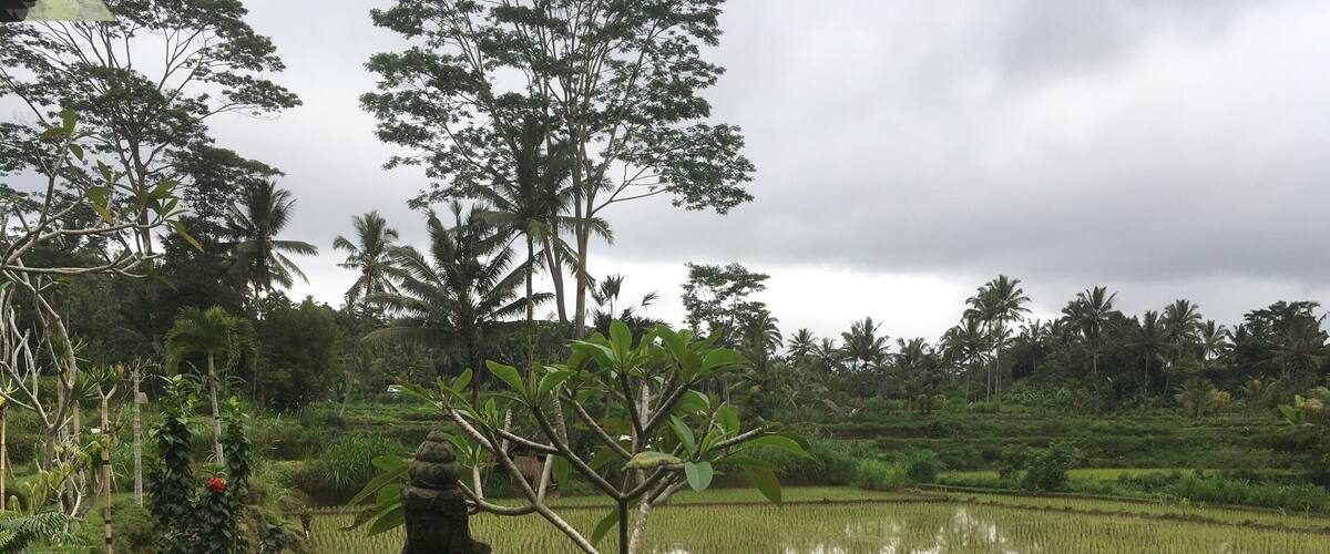 A serene rice paddy with a stone statue in the foreground, surrounded by lush greenery and palm trees.