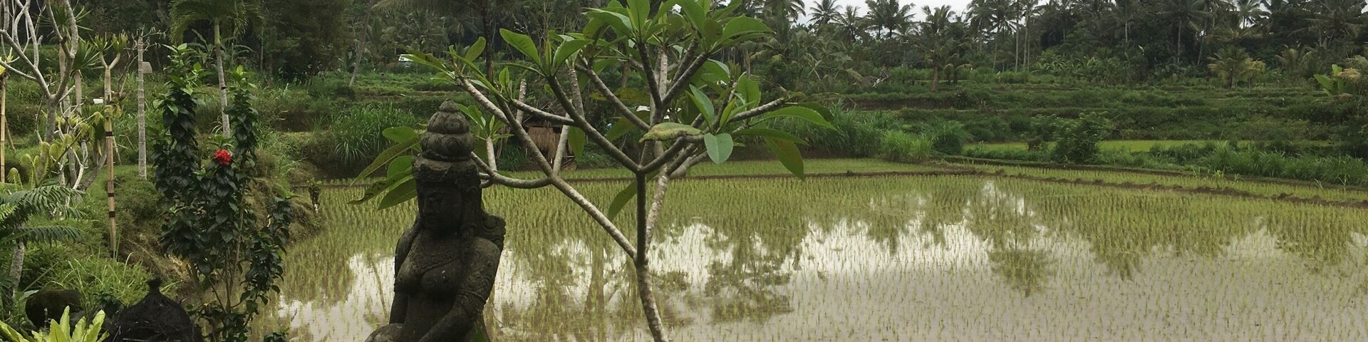 A serene rice paddy with a stone statue in the foreground, surrounded by lush greenery and palm trees.