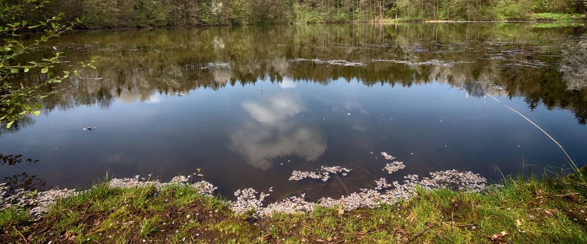 A calm lake surrounded by dense forest, reflecting the sky and trees.