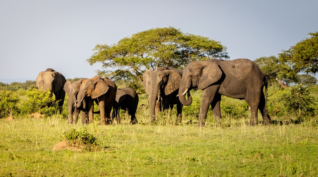 A group of elephants enjoying the sunset warmth in Murchison Falls national park in Uganda nearby lake Albert. Unbelievable that oil drilling will take place nearby to destroy the nature.