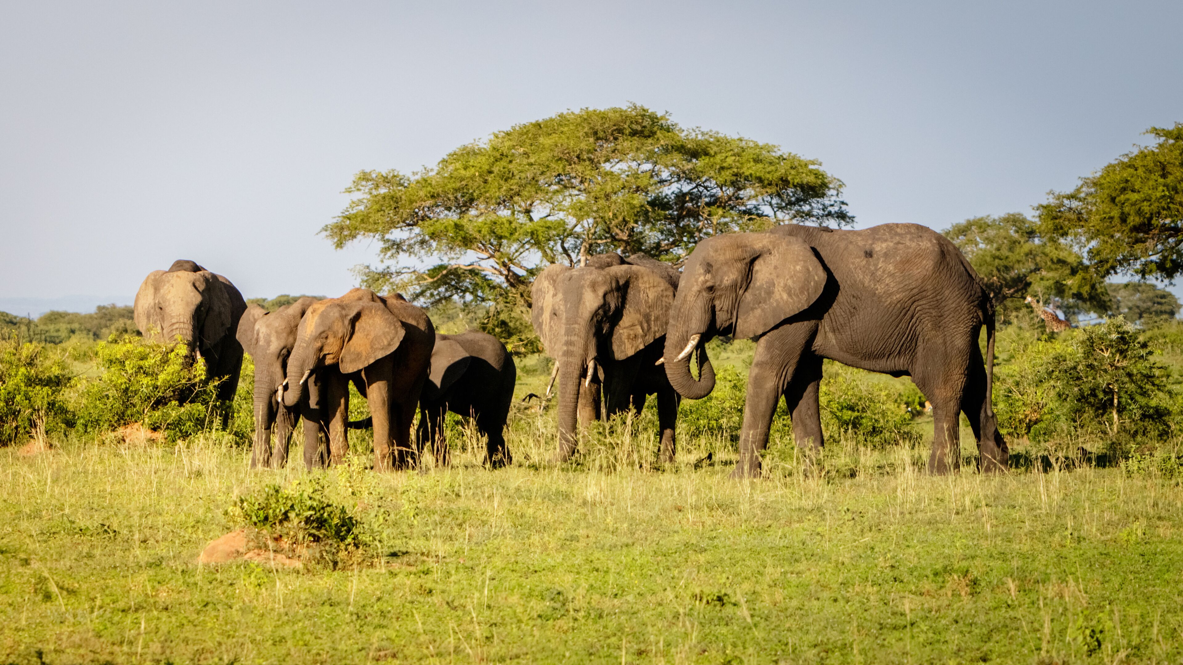 A herd of elephants in a grassy savannah with trees in the background.