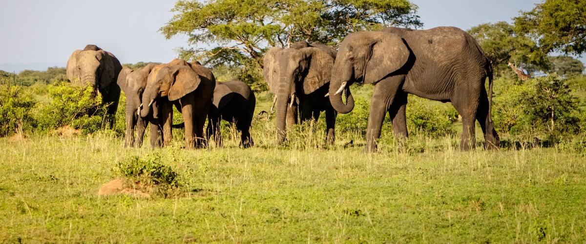 A herd of elephants in a grassy savannah with trees in the background.