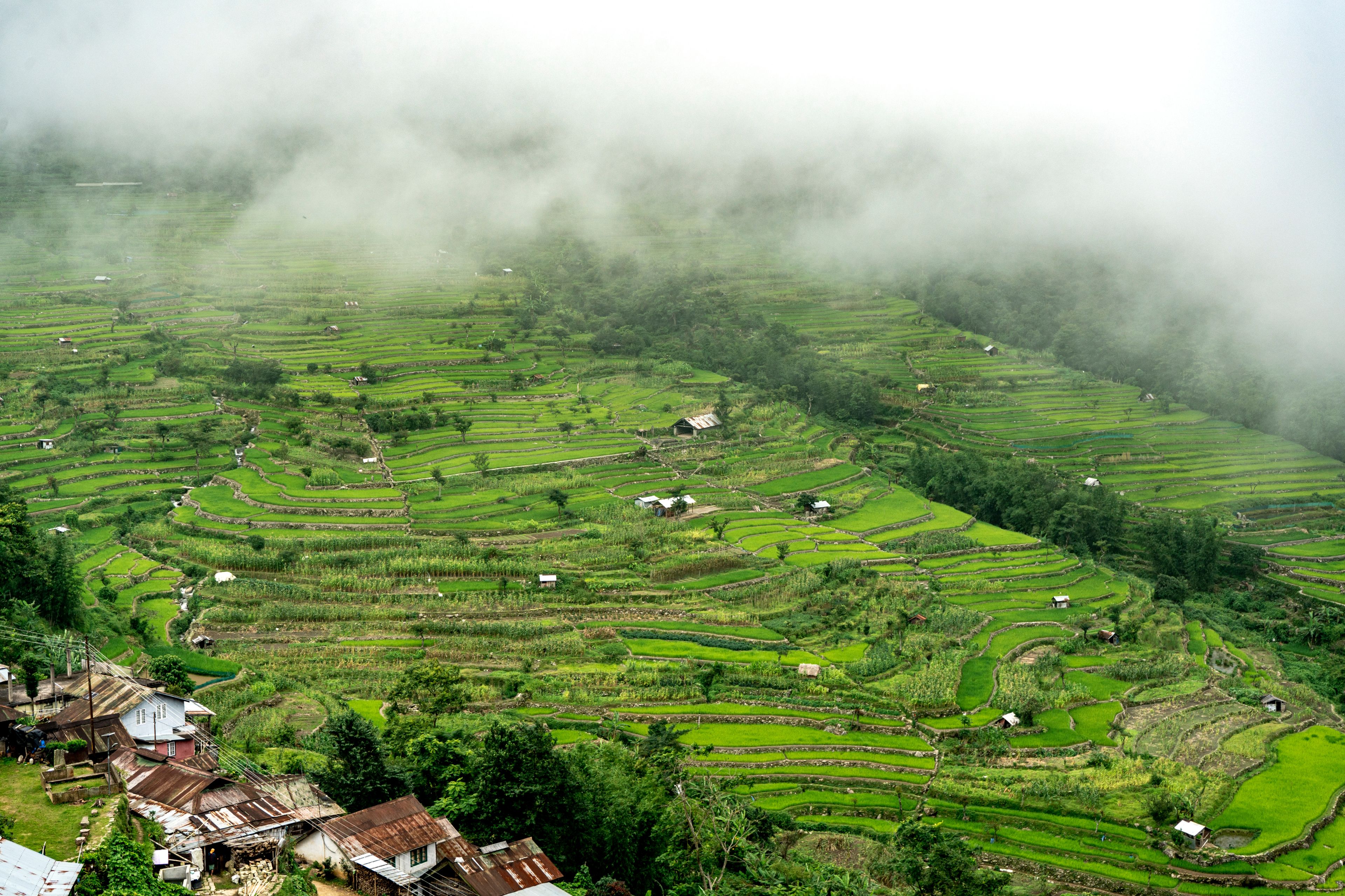 Nagaland
