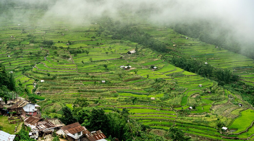 Nagaland
