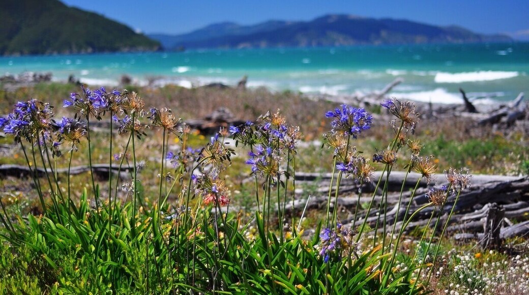 A beautiful beach not far from Blenhiem, not suitable for swimming but Whites Bay is not far away.
A dramatic coastline with a lovely walk, plus dogs are allowed