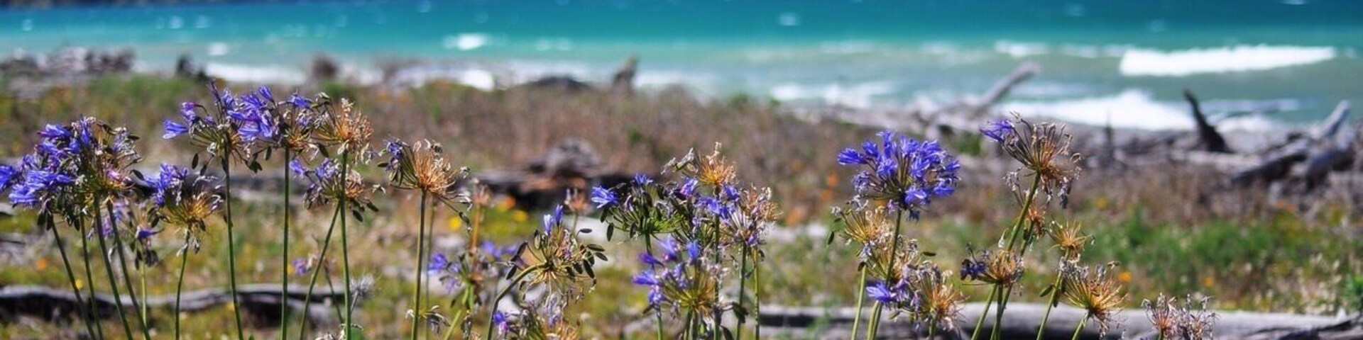 A beautiful beach not far from Blenhiem, not suitable for swimming but Whites Bay is not far away.
A dramatic coastline with a lovely walk, plus dogs are allowed