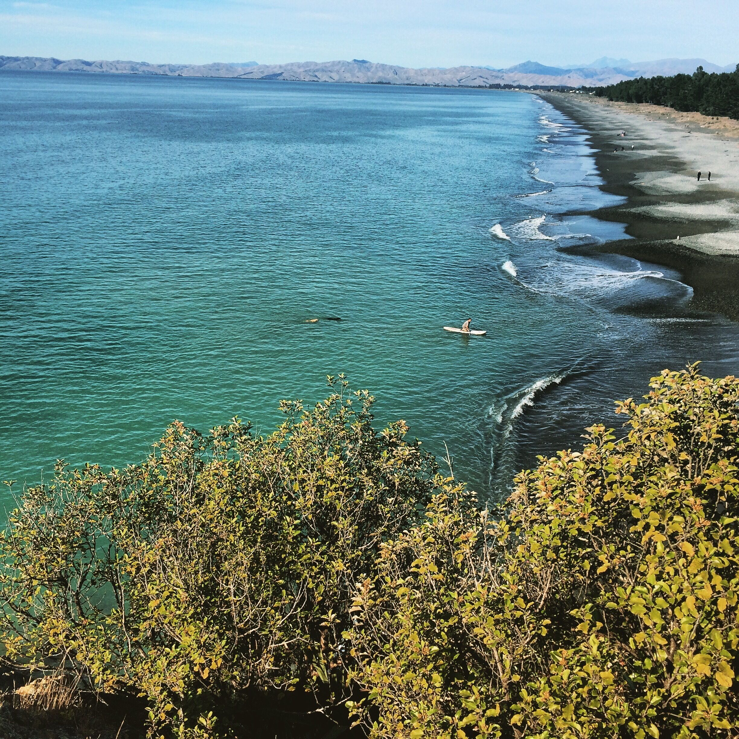 The look out over to Monkey Bay is very easy and very short but gives a great view back along the beach.  Rarangi is great for walking the dog, collecting pine cones, or fishing 