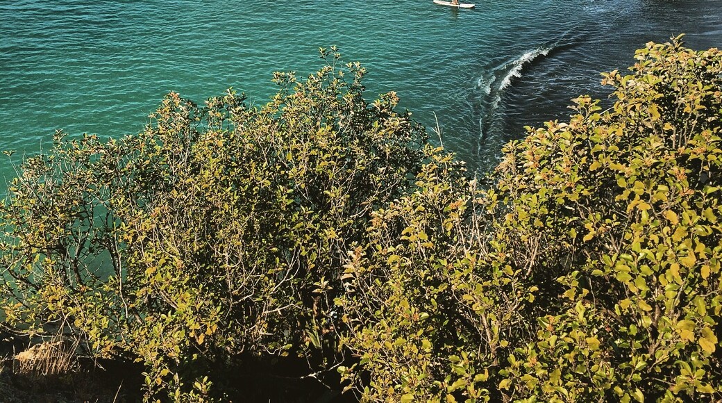 The look out over to Monkey Bay is very easy and very short but gives a great view back along the beach. Rarangi is great for walking the dog, collecting pine cones, or fishing