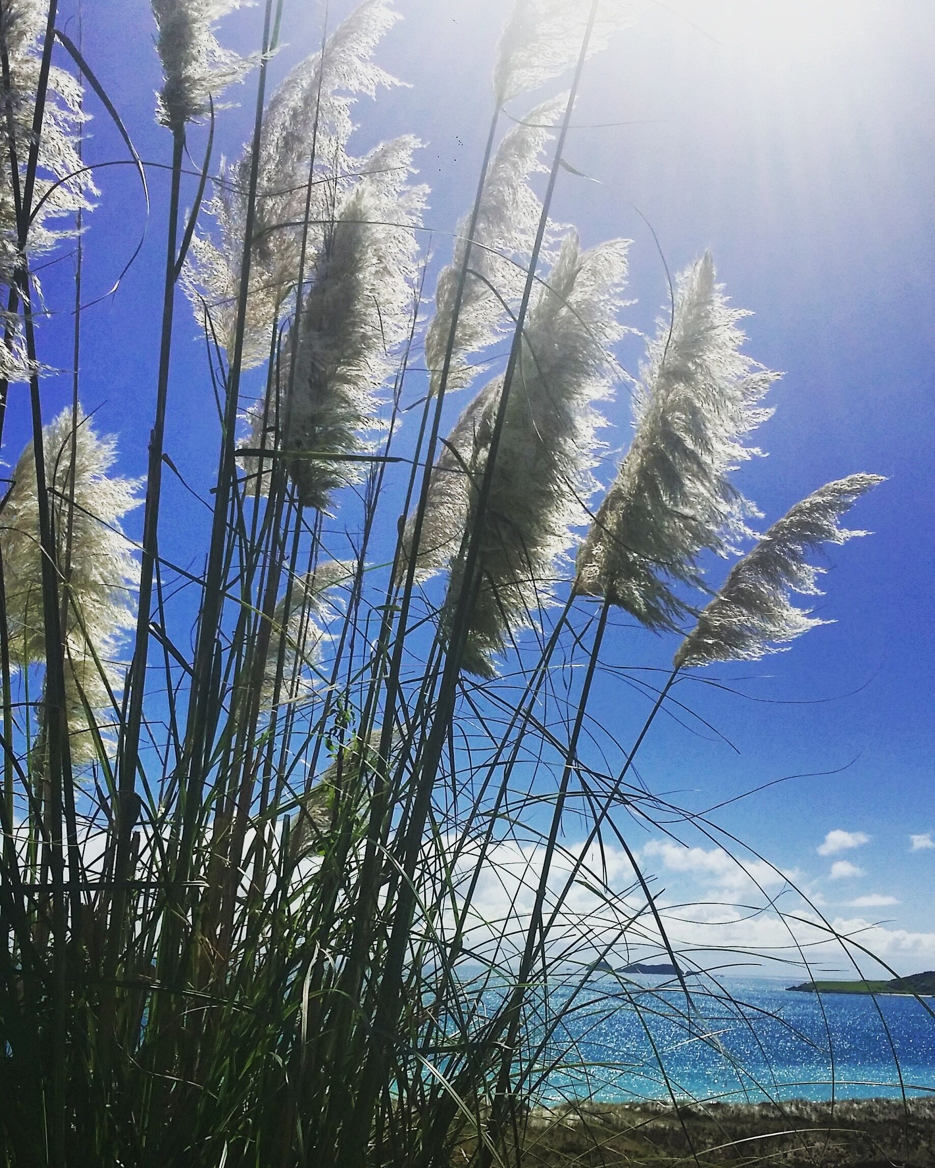 Welcome to Karikari Beach on the beautiful Peninsula in the Far North! You can easily see why I love coming home to this paradise.

This little gem is an isolated beach which you can access from two walkways. 
On the day this photo was taken, we'd done a small trek through farmland onto the beach and followed it close to the end of the Southern side of the beach, where you will find the beautiful Puheke Mountain. On our way back, we were lucky enough to be entertained by a pod of around 13 dolphins who were enjoying the warm waters. 

We are truly blessed to have so many stunning beaches on Karikari Peninsula, the only difficult choice is where to go!

#blue
#discovery
#hot