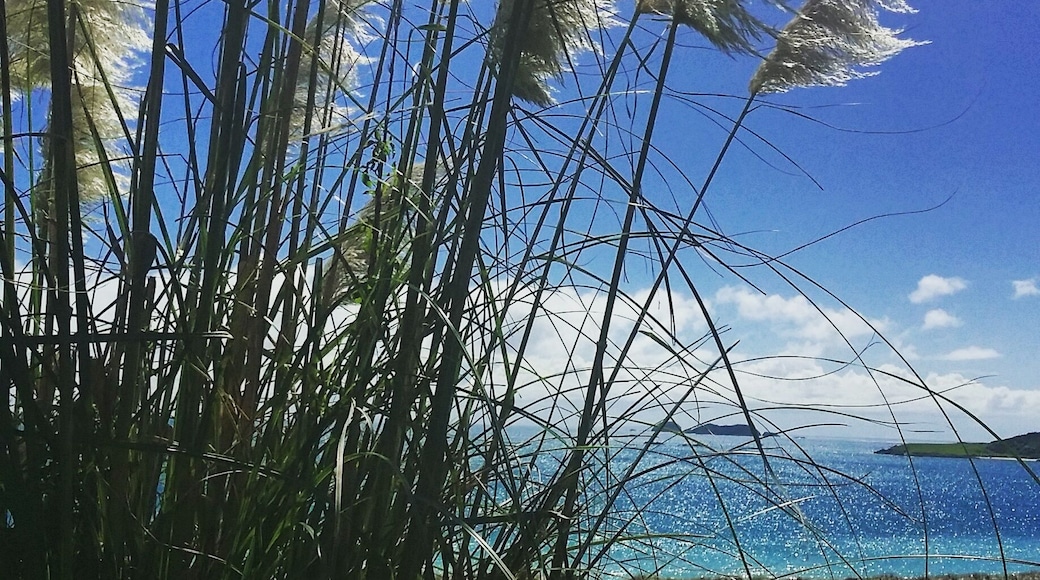 Welcome to Karikari Beach on the beautiful Peninsula in the Far North! You can easily see why I love coming home to this paradise.
This little gem is an isolated beach which you can access from two walkways.
On the day this photo was taken, we'd done a small trek through farmland onto the beach and followed it close to the end of the Southern side of the beach, where you will find the beautiful Puheke Mountain. On our way back, we were lucky enough to be entertained by a pod of around 13 dolphins who were enjoying the warm waters.
We are truly blessed to have so many stunning beaches on Karikari Peninsula, the only difficult choice is where to go!
#blue
#discovery
#hot