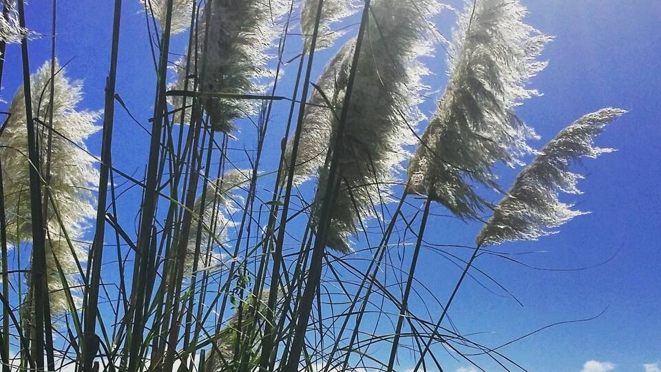 Tall pampas grass against a clear blue sky with a distant view of the sea.