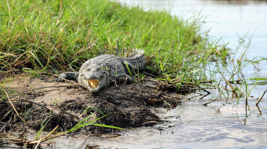 This Nile Crocodile was not all that happy with us passing by in the small boat we were in, very glad he stayed there lol. This was in the Okavango Delta in Botswana. on a trip from Gunns camp. If you want to talk about this area of the world or just about travel I am always happy too chat. I blog at circlinbgthebucketlist,.com