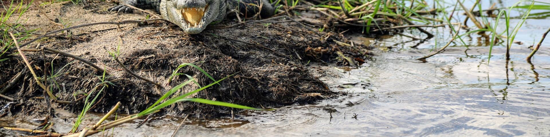 This Nile Crocodile was not all that happy with us passing by in the small boat we were in, very glad he stayed there lol. This was in the Okavango Delta in Botswana. on a trip from Gunns camp. If you want to talk about this area of the world or just about travel I am always happy too chat. I blog at circlinbgthebucketlist,.com