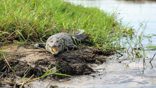 This Nile Crocodile was not all that happy with us passing by in the small boat we were in, very glad he stayed there lol. This was in the Okavango Delta in Botswana. on a trip from Gunns camp. If you want to talk about this area of the world or just about travel I am always happy too chat. I blog at circlinbgthebucketlist,.com