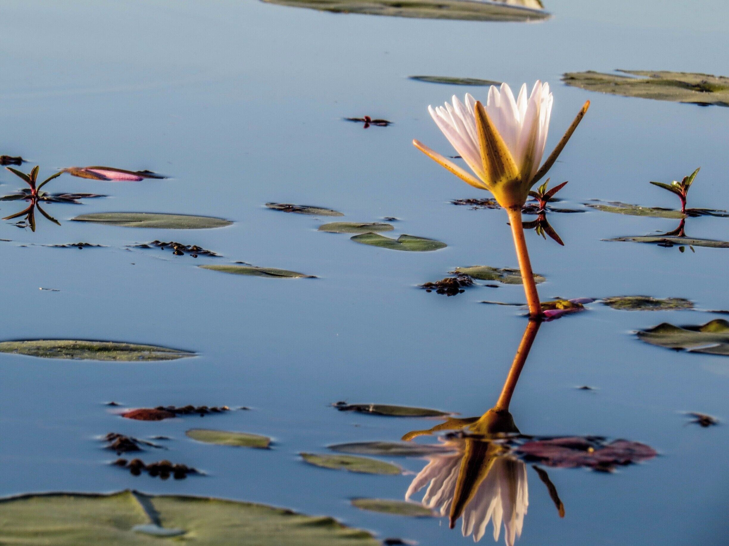 Water Lily Flower at Okavango Delta, Botsuana.